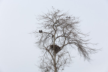 bald eagle,  common starling and crows