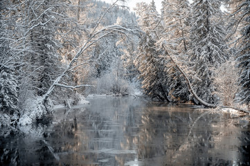 snow covered trees in winter