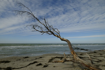 Dar&szlig;er Weststrand, Nationalpark Vorpommersche Boddenlandschaft, Mecklenburg Vorpommern, Deutschland