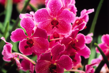 Fototapeta na wymiar blumen,orchideen
