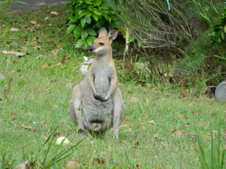 Close up of an Australian Kangaroo