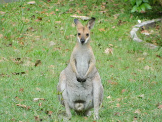 Naklejka na ściany i meble Close up of an Australian Kangaroo