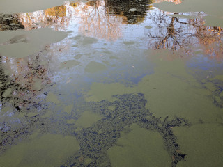 Morning sunlight and trees reflected in a pond in autumn, covered in green duckweed