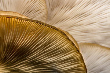Amazing mushroom background and texture. Close up shot.