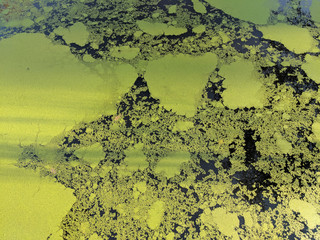 Lake with fresh green duckweed floating on it in the morning sunlight