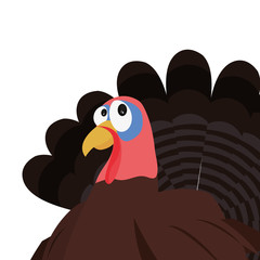 cute turkey looking up background