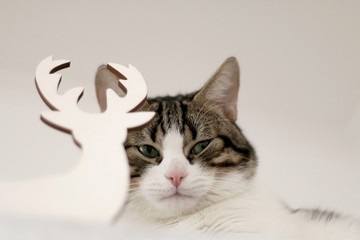 Obraz premium White and brown tabby cat hiding behind Christmas decoration and making funy faces. Selective focus, head close-up.