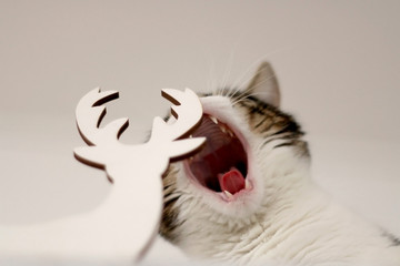 White and brown tabby cat hiding behind Christmas decoration and making funy faces. Selective focus, head close-up.
