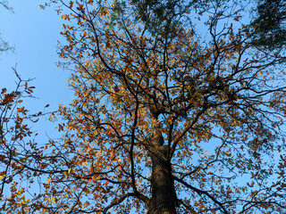 Oak tree with red autumn leaves against a blue sky in th morning light