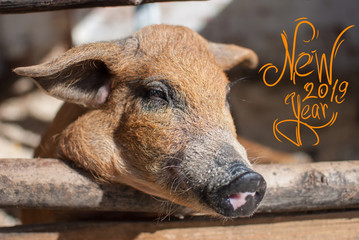 Fototapeta premium Red pig snout. Chinese new year 2019