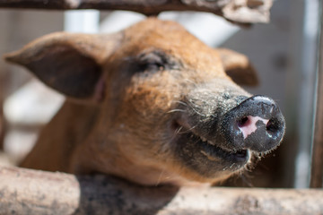 Fototapeta premium Cute smiling red pig