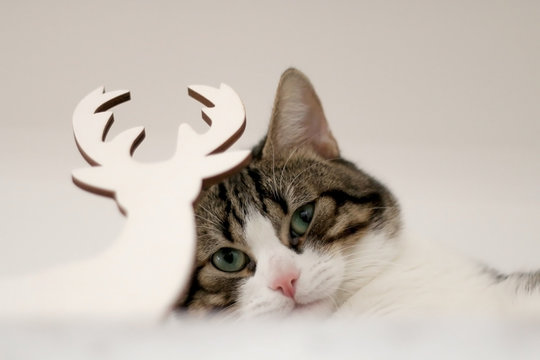 White and brown tabby cat hiding behind Christmas decoration and making funy faces. Selective focus, head close-up.