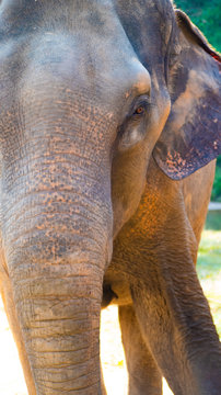 close up of elephant