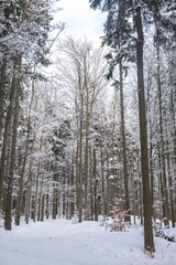 Beautiful Winter Forest Lanscape
