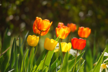 Obraz premium Tulipes colorées