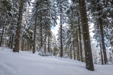 Beautiful Winter Forest Lanscape