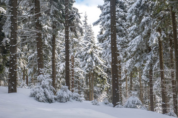 Beautiful Winter Forest Lanscape