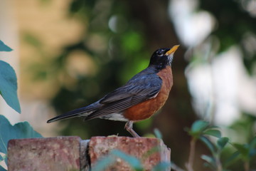 American Robin