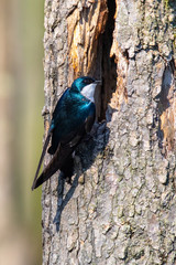 Tree Swallow Perched on a Tree