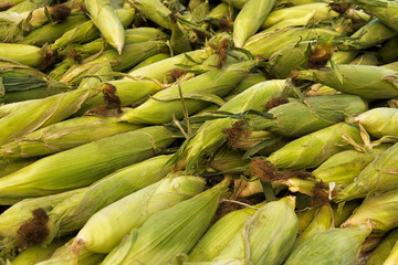 Close up on a stack of fresh sweet corn at farmers market. Summer day.