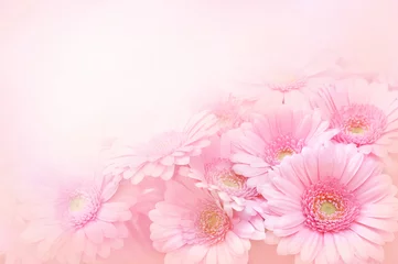 Afwasbaar Fotobehang Gerbera Zomer/herfst bloeiende gerbera& 39 s op roze achtergrond, heldere bloemenkaart, selectieve focus