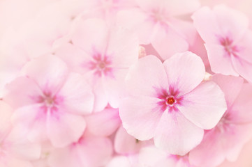 Fototapeta na wymiar Spring blossom or summer blossoming phlox, toned, bokeh flower background, pastel and soft floral card