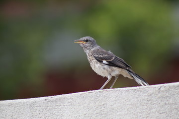 Robin in a wall