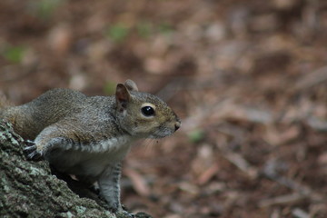 Squirrel waiting