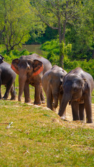 Fototapeta na wymiar elephants in nature taken with long lens