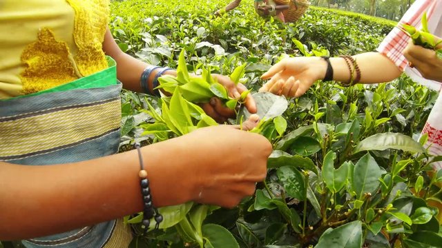 Women's hands collect tea leaves on plantation Assam close up