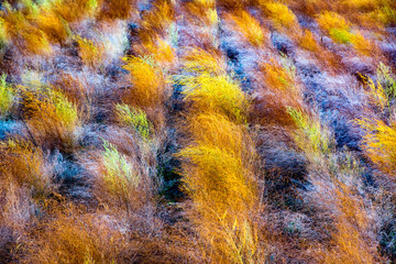 Lineas en la naturaleza