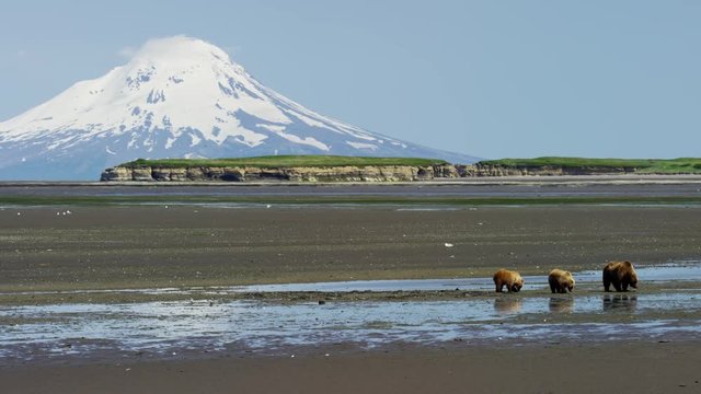 Alaskan mother Brown Bear and cubs with Mt Redoubt volcano Katmai Peninsula Coastline National Park Reserve Wilderness Alaska USA 