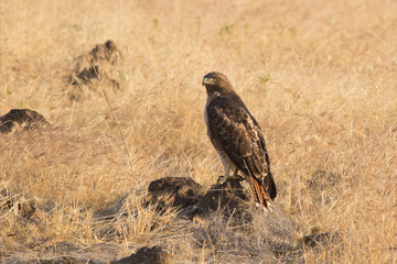 a red-tailed hawk perched on a rock in open dried grass setting