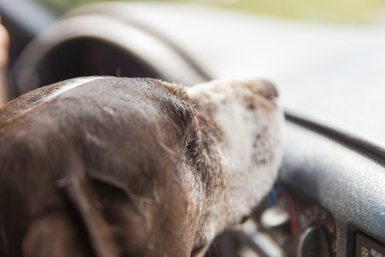 German Shorthaired Pointer Dog  Looking Out Car Window