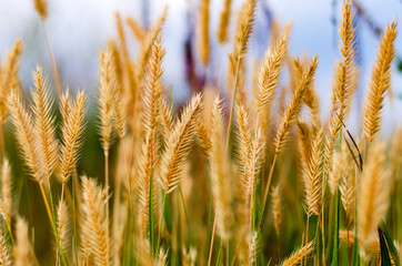 field of wheat. golden spikelets. dry grass