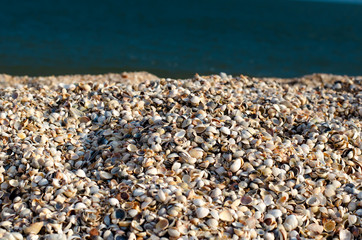 stones on the beach. shellfish on the seashore.  sea ​​coast. scallop shells