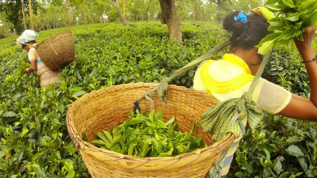 Big basket with green leaves on back of girl tea picker on plantation Assam
