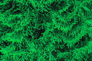 green leaves background