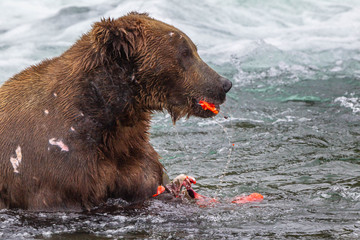 Grizzly bear in Alaska Katmai National Park hunts salmons (Ursus arctos horribilis)