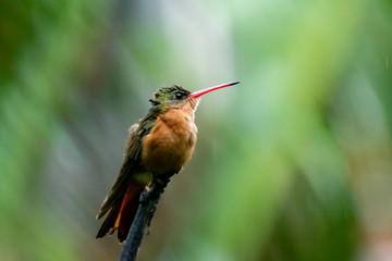 colibrí