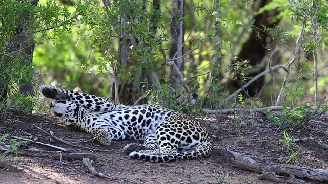 A Leopard lays on the ground irritated by flies circling overhead whilst trying to beat them off. Dirt ground and green vegetation in the background.
