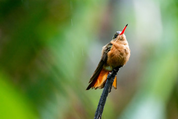 colibrí © alfredo914