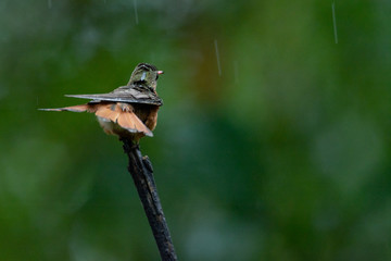 colibrí © alfredo914