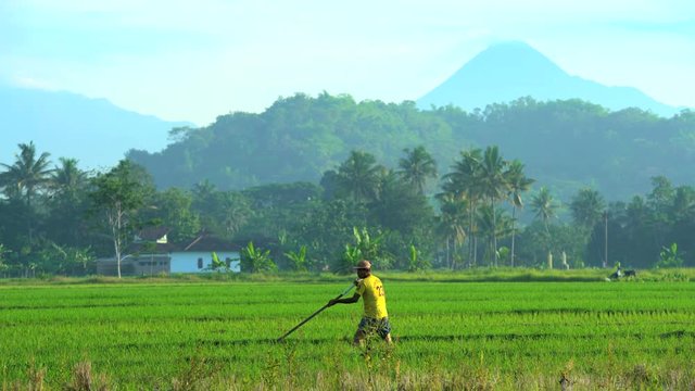 Rural farm worker irrigating land with hand tool in rice fields Mt Merapi Java