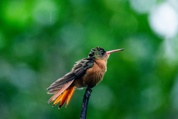 colibrí © alfredo914
