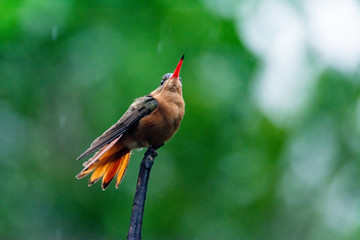 colibrí © alfredo914