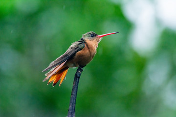 colibrí