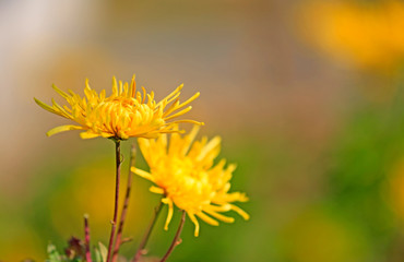 Yellow chrysanthemum, in the garden