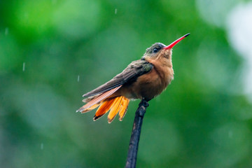 colibrí