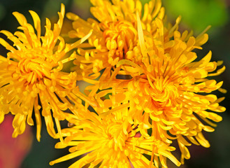 Obraz premium Yellow chrysanthemum, in the garden